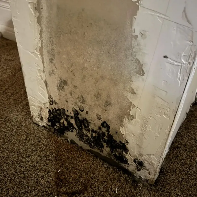 Professional Mold Removal in Daniels County, MT